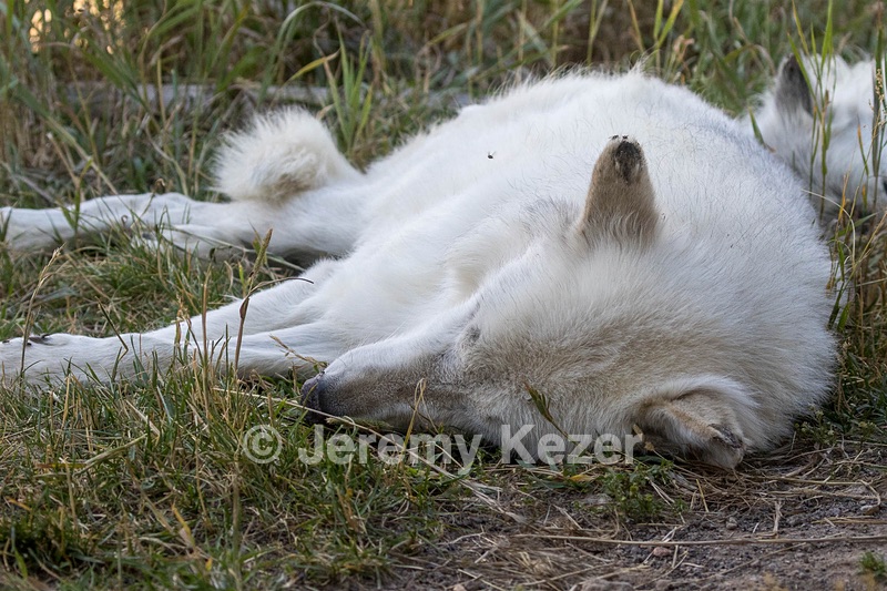 Grizzly & Wolf Discovery Center, West Yellowstone