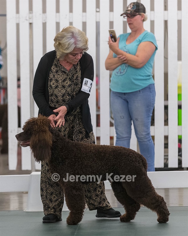 62 - GCH ALL GREEN WI' ENVY V ALPHA NORDIC CD RE DS RATN (Jade)