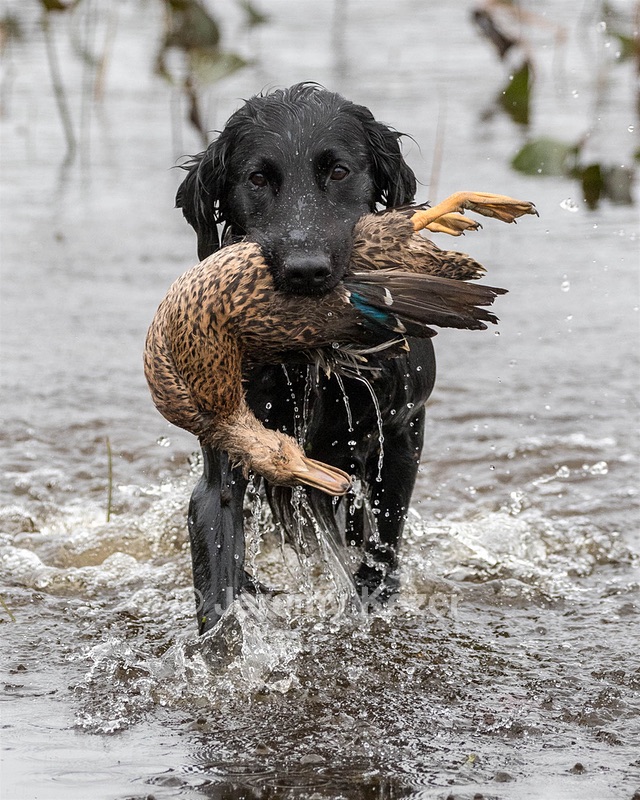 Splash Nettleton-Smilas