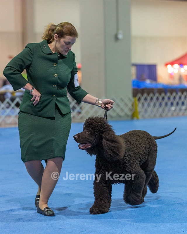21 - GCHB CH Flintcrest Full Monty (Jonny)