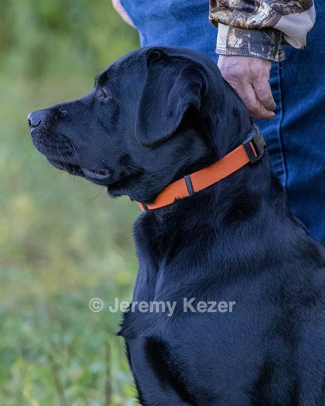 Fenway Tucker