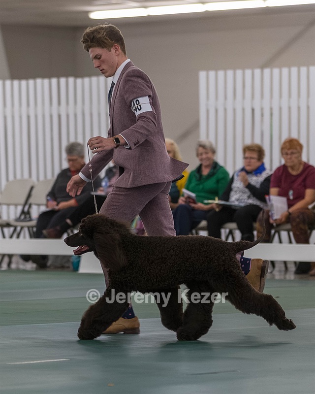 48 - GCH WHISTLE STOP'S TERRA MARIQUE POTENS (Honor)