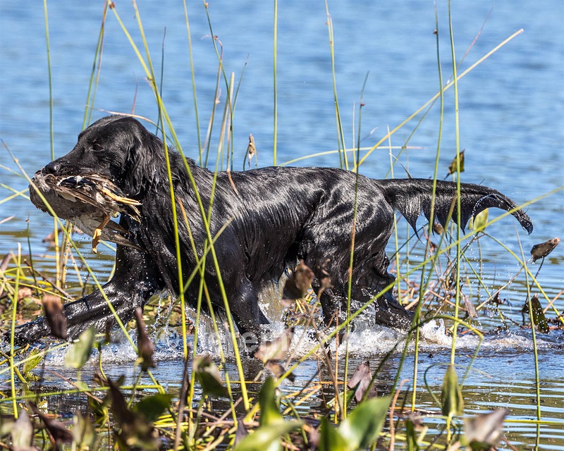 Ruger Bodine