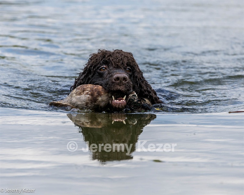 Ghillie