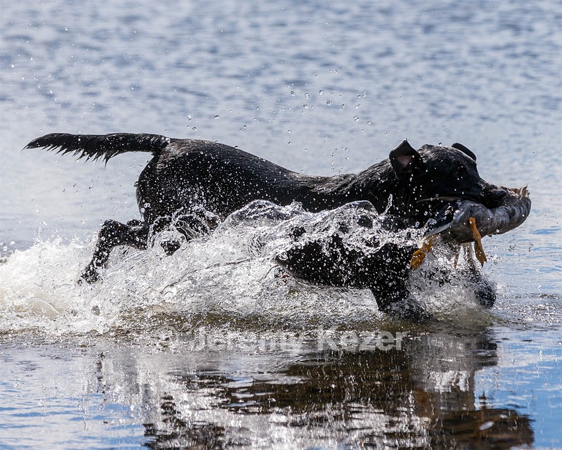 Cole Thorne