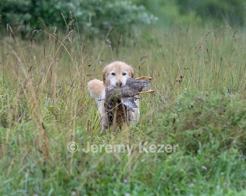 Charm Schapp