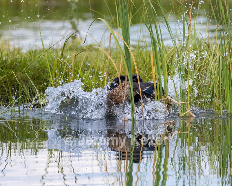 Romeo Brooks