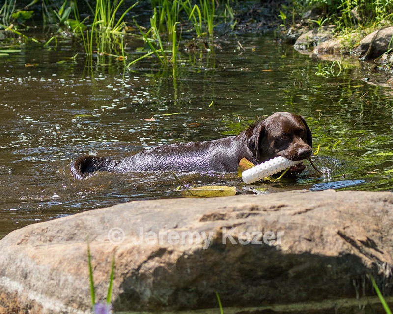Murphy