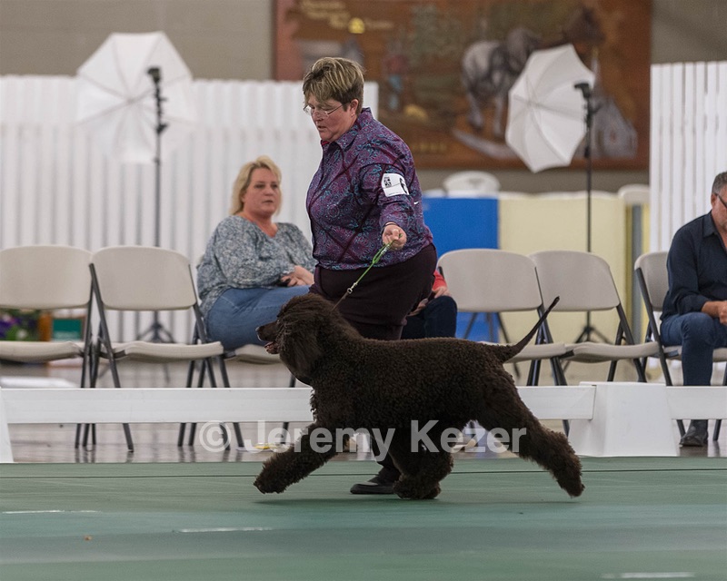 62 - GCH ALL GREEN WI' ENVY V ALPHA NORDIC CD RE DS RATN (Jade)