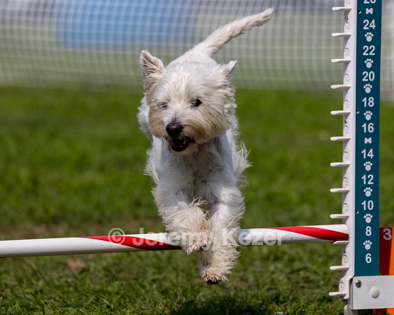 Cricket Turco-Levin