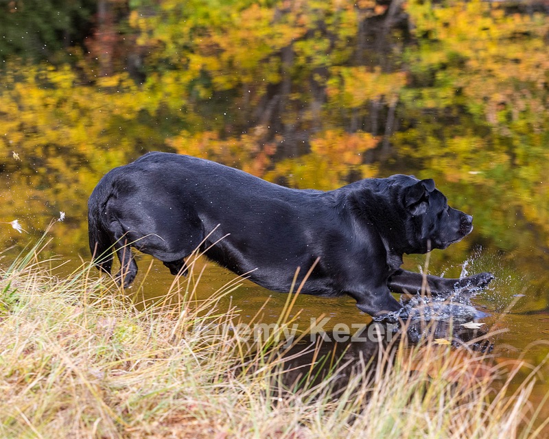 Glenforest's Pique Dame JH (Chloe)