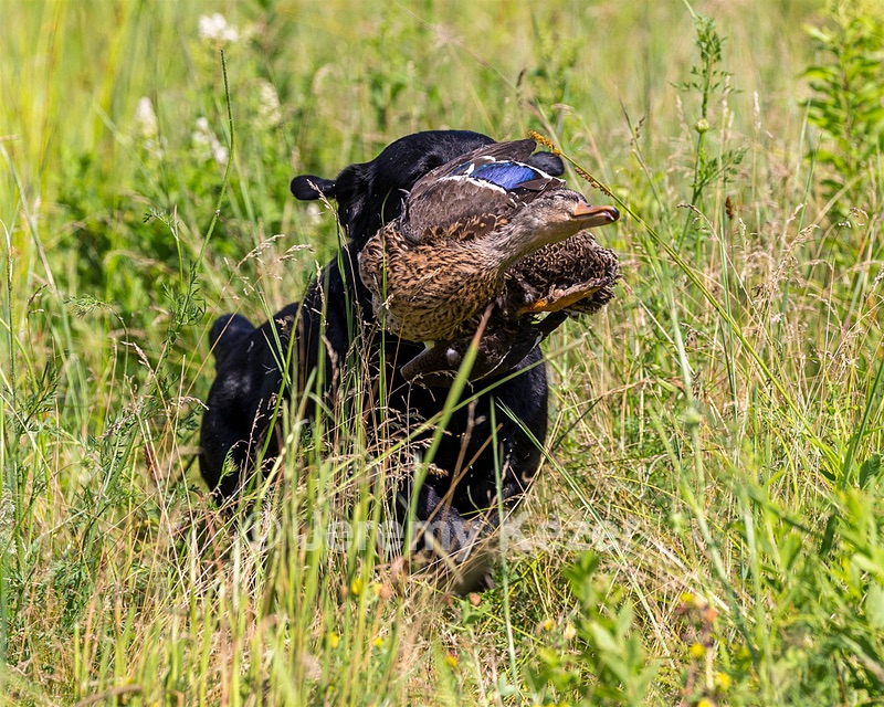 Pemi