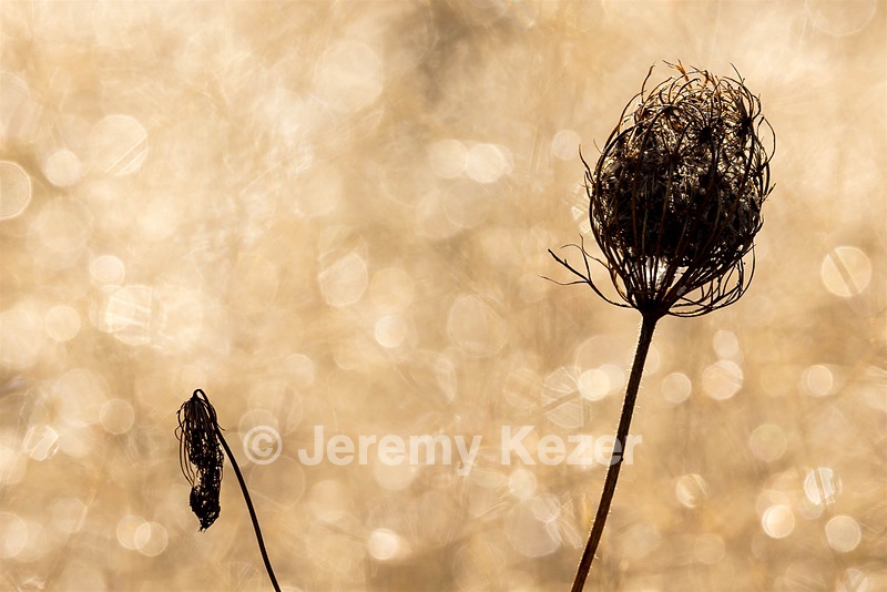 Queen Anne's Lace