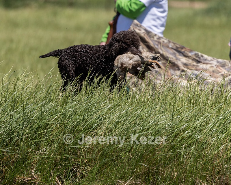 Ghillie