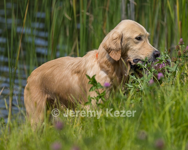 Meadow Houston