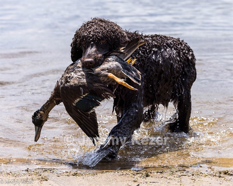 Ghillie