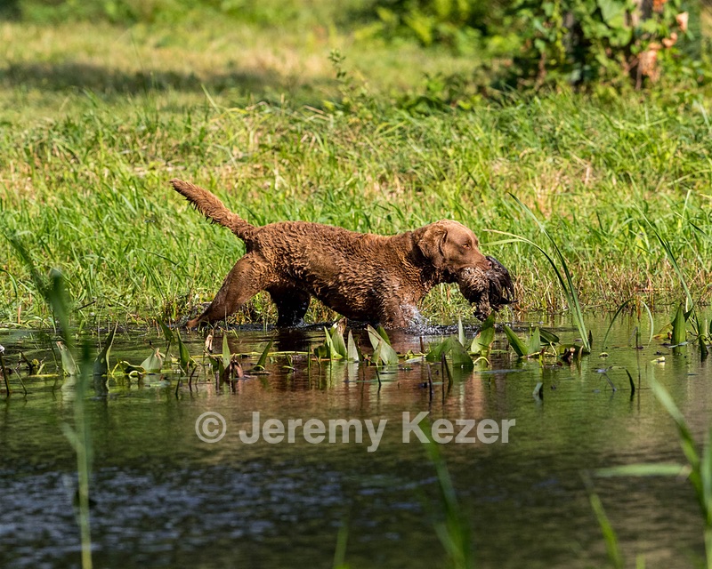 Mally Bellanceau