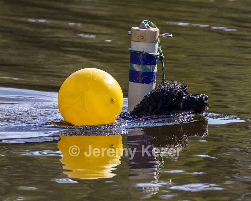 Perry