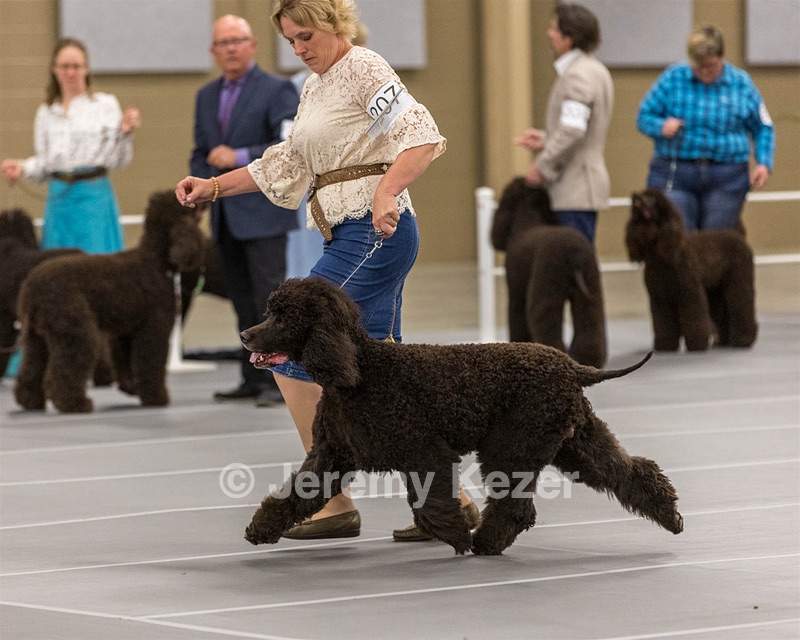 207 - GCH CH Flintcrest First Strike Fintan
