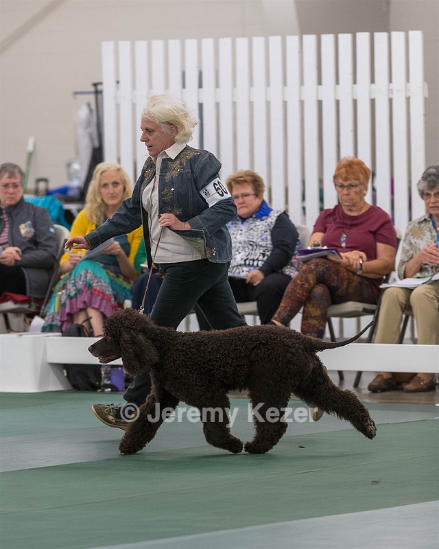 60 - CH CAT'S SISTER SARAH BROWN CA CGCA