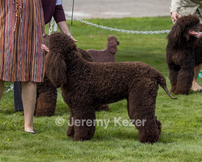 11 - GCH CH BREKKON'S FIRST MARK BN RN CGC TKN (Hunny)