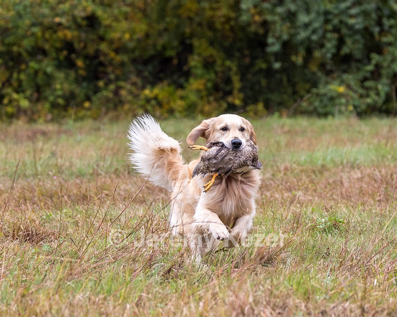 Rune Lynch