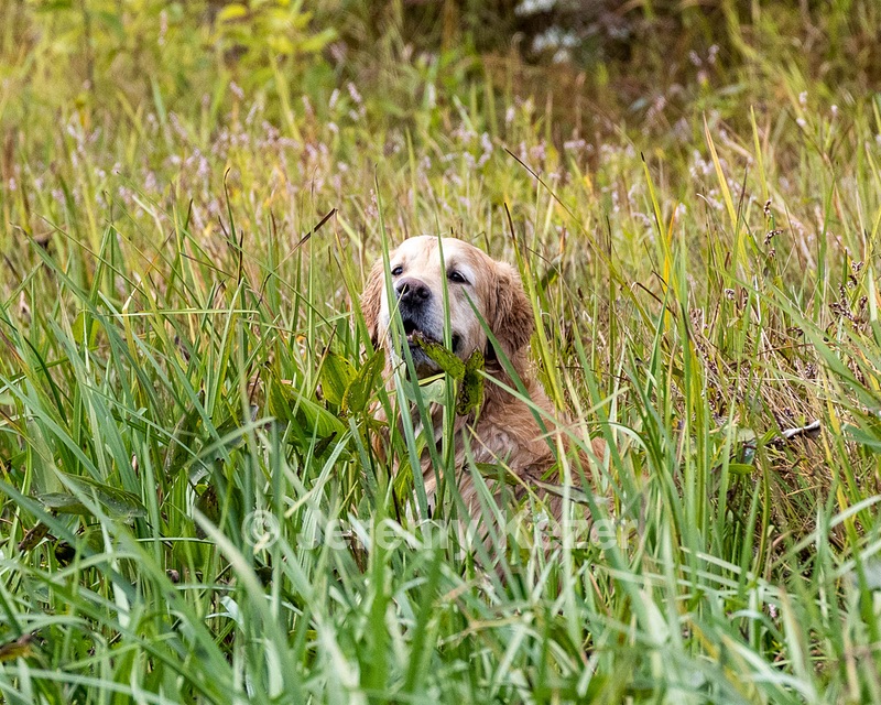 Ghillie Deresienska