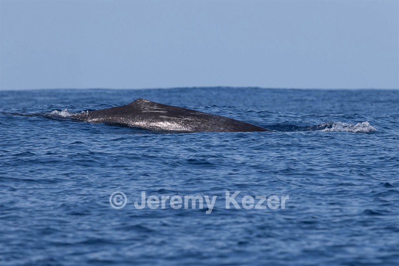 Sperm Whale