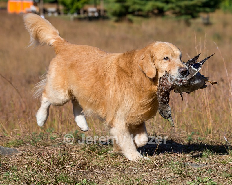 Opie McGee