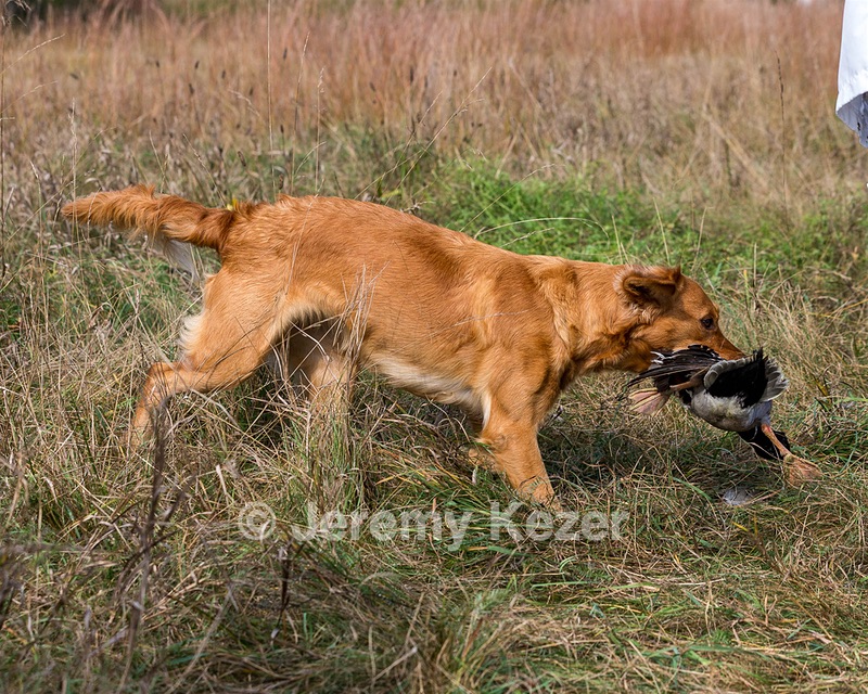 Stellar