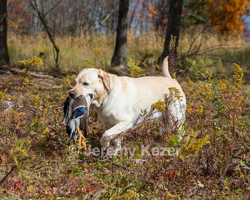 Meadowmere's Annisquam JH WC CGC (Annie)