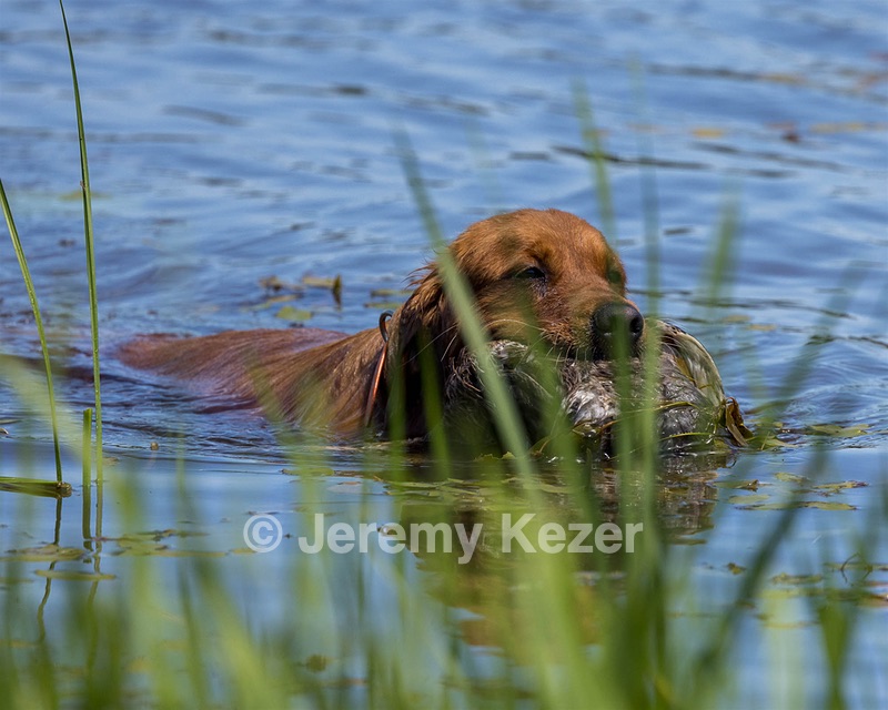 Ida McAndrew