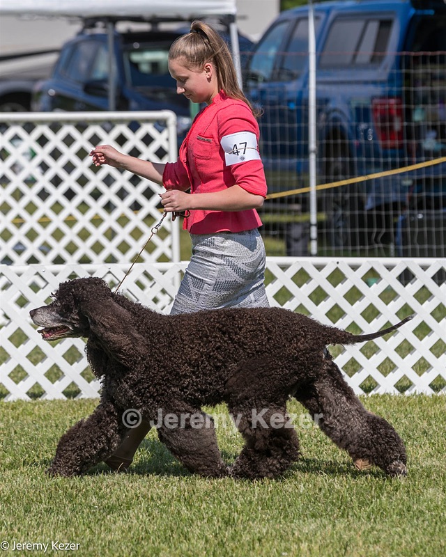 47 - GCH CH Poole's Ide Reversal Of Fortune