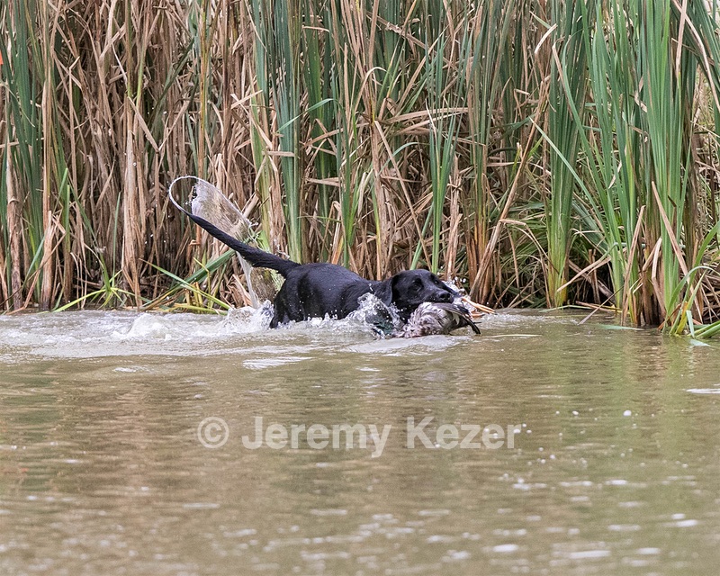 Partner Volin