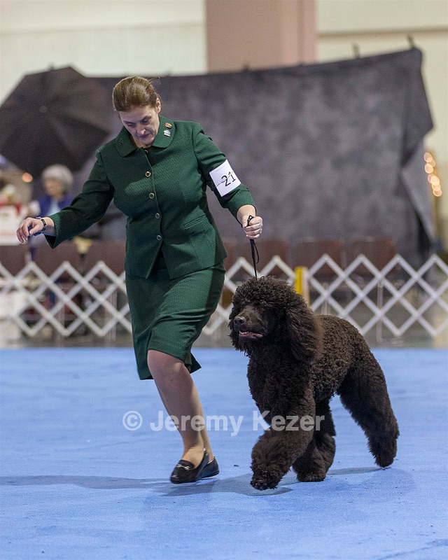 21 - GCHB CH Flintcrest Full Monty (Jonny)