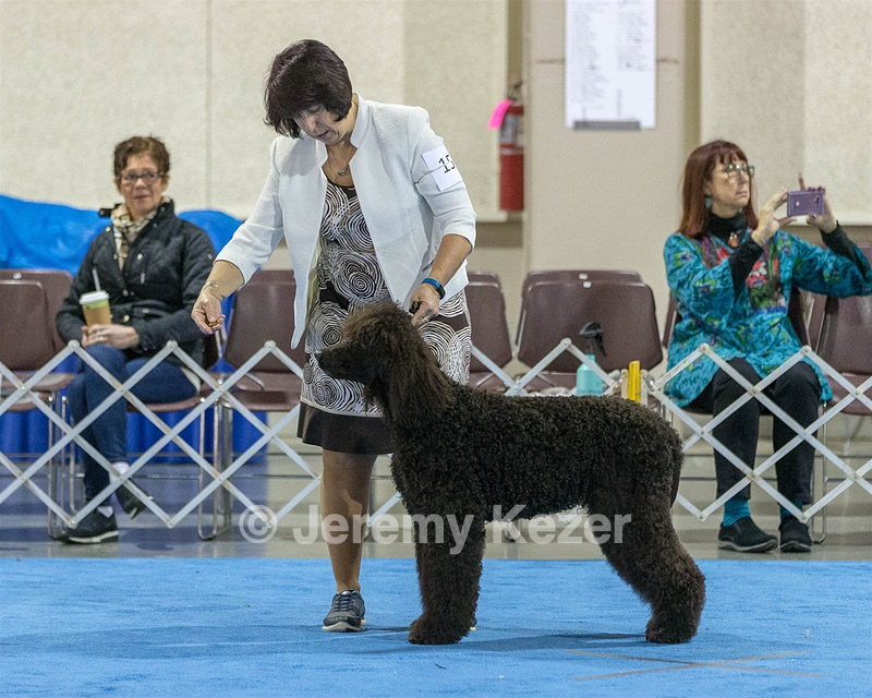 15 - GCH Am/Can CH Chantico's Shelter From the Storm Am/Can CD RN MX AJX OF DS (Reef)