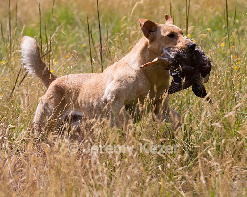RUFF Millheim