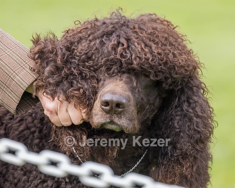 11 - GCH CH BREKKON'S FIRST MARK BN RN CGC TKN