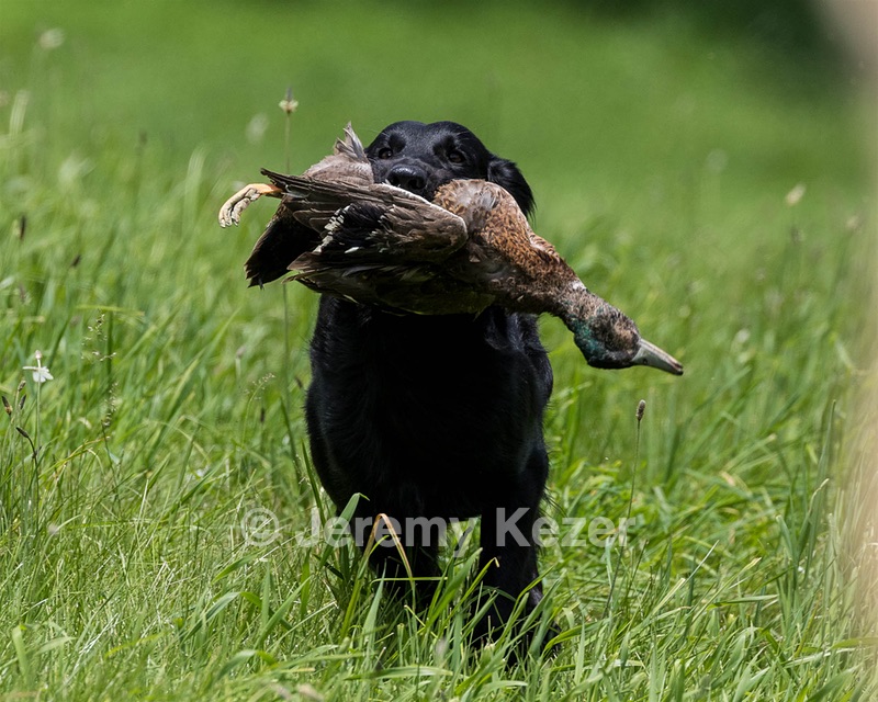 Hunter Law