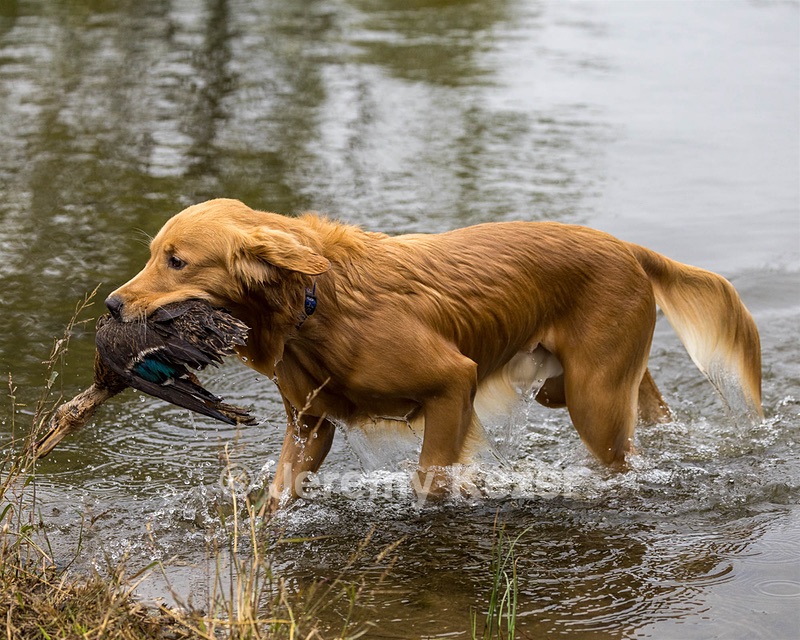 Wyatt Blue Pastor
