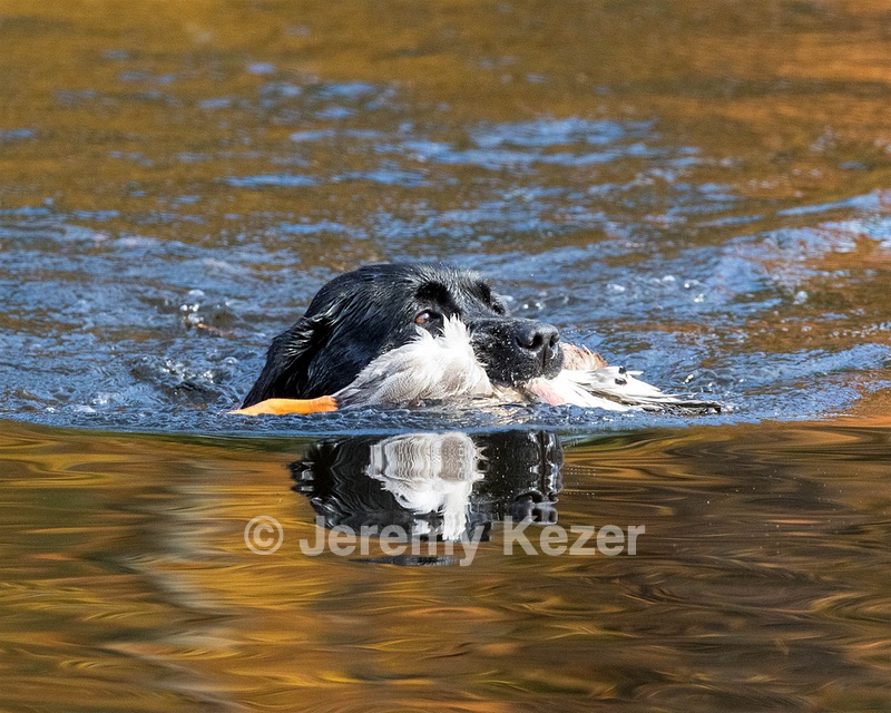 Shoreline's Dancing Girl (Sadie)