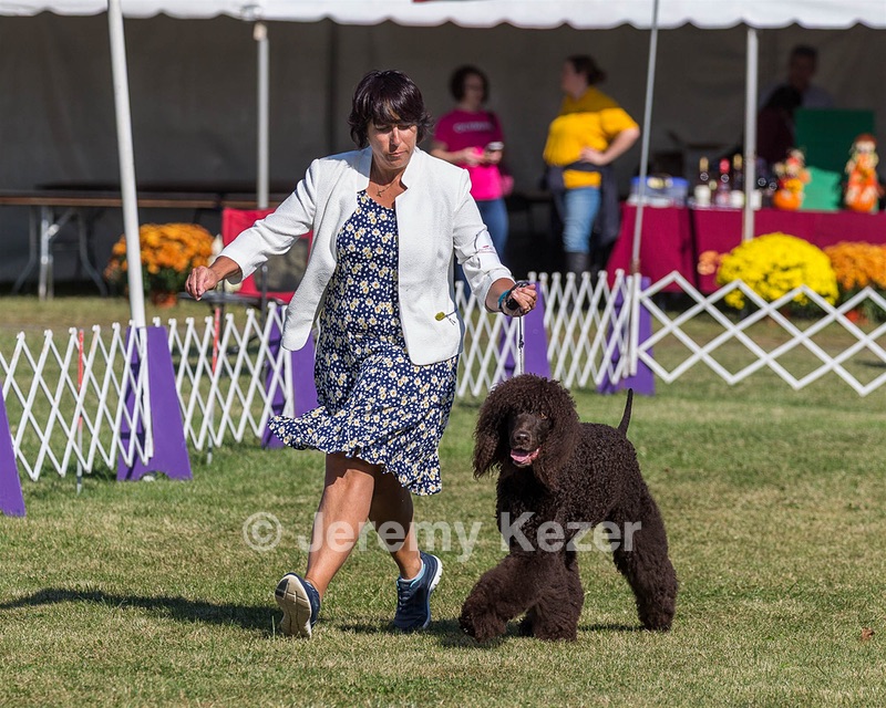 17 - GCH CHANTICO'S SHELTER FROM THE STORM RN XF MX CD RA AXJ (Reef)
