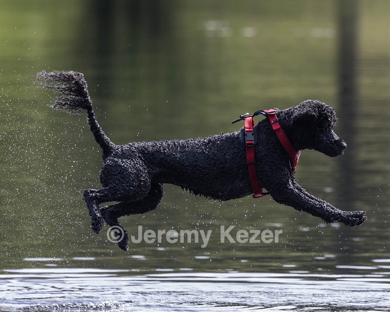 Nova Cox
