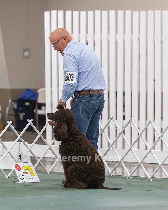 2503 - GCH CH BLACKTHORN'S KEEVA CROMPTON AX AXJ XF RN CGC (Keeva)