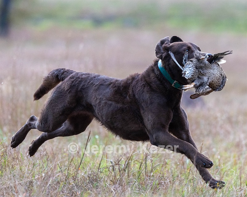 Riot upperman