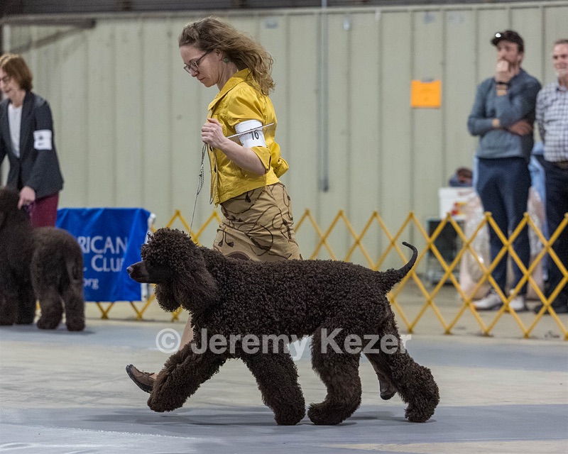 16 - GCH EPIK'S IN OMNIA PARATUS CGC ATT BCAT (Myna)