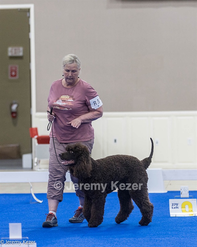 R5 - CASTLEHILL'S BUGSY MALONE 0' CRISPIN RATS DM DS CGC TKA