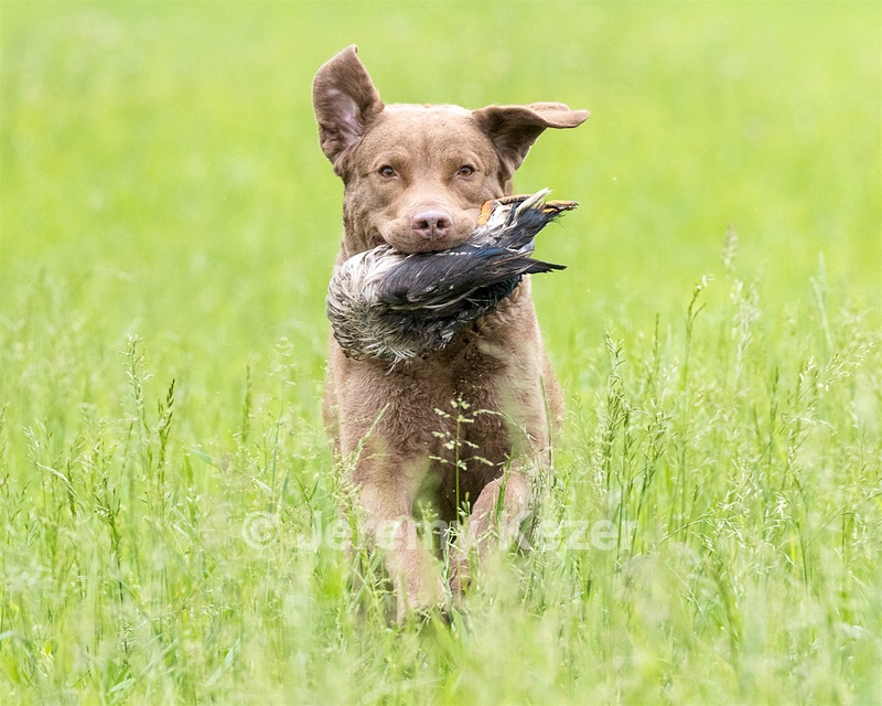 Hunter Law