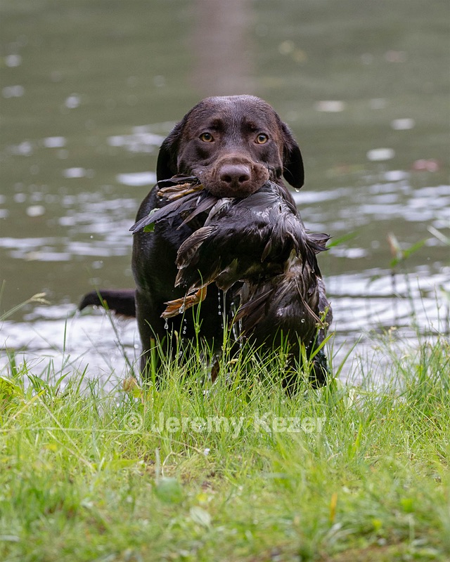 Tucker