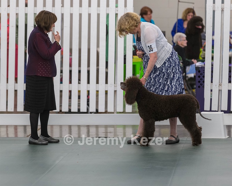 36 - GCH ARROYO'S BEGIN THE BEGUINE AX OAJ NF (Porter)